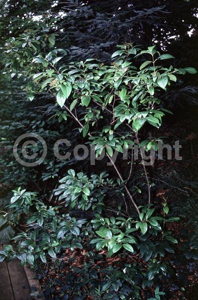 Yellow blooms; White blooms; Deciduous; Broadleaf; North American Native