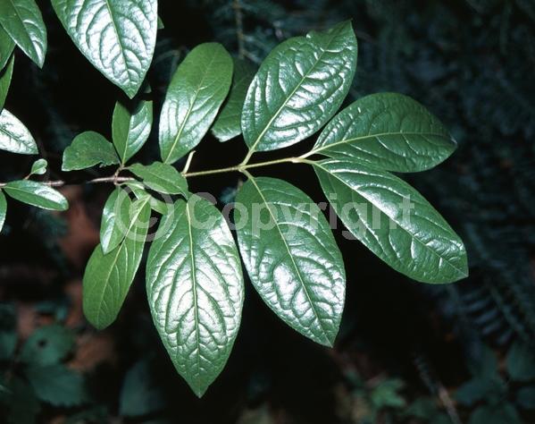 Yellow blooms; White blooms; Deciduous; Broadleaf; North American Native