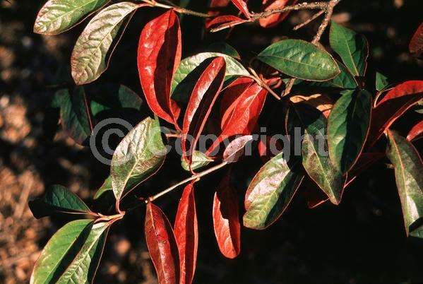 Yellow blooms; White blooms; Deciduous; Broadleaf; North American Native