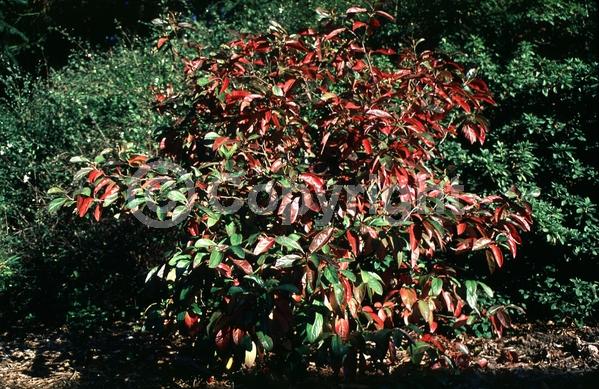 Yellow blooms; White blooms; Deciduous; Broadleaf; North American Native