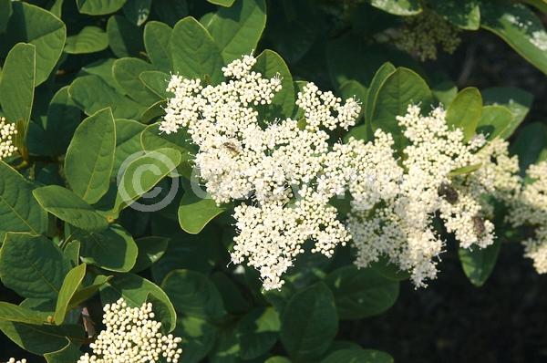 Yellow blooms; White blooms; Deciduous; Broadleaf; North American Native