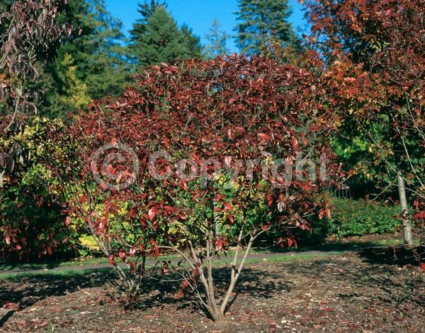 White blooms; Deciduous; Broadleaf; North American Native