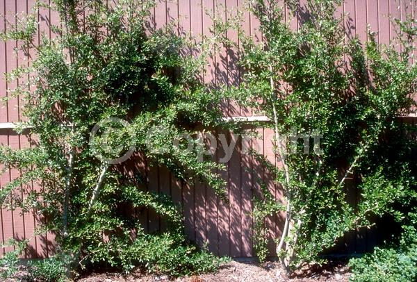 White blooms; Evergreen; Semi-evergreen; North American Native