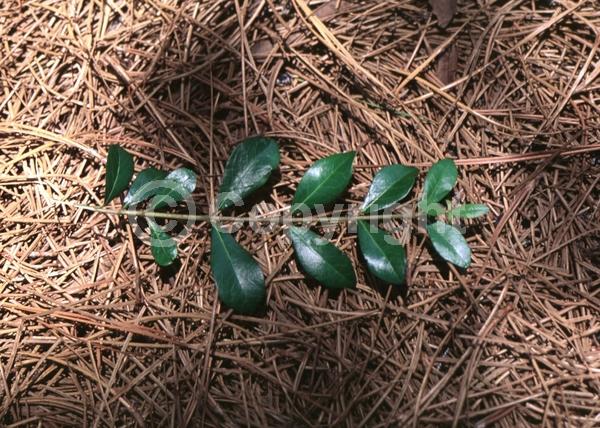 White blooms; Evergreen; Semi-evergreen; North American Native