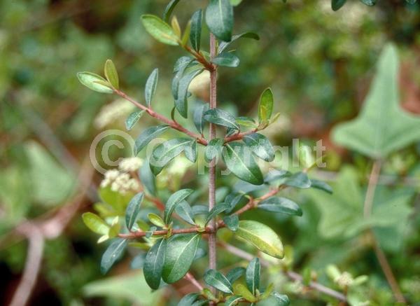 White blooms; Evergreen; Semi-evergreen; North American Native