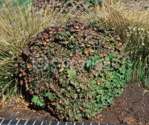 White blooms; Deciduous; Broadleaf