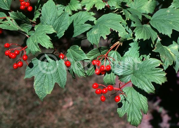 White blooms; Deciduous; Broadleaf