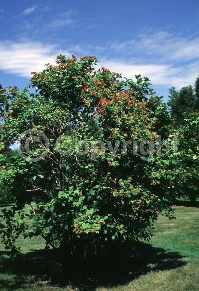 White blooms; Deciduous; Broadleaf