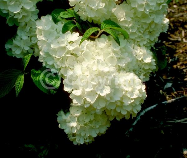 White blooms; Deciduous; Broadleaf