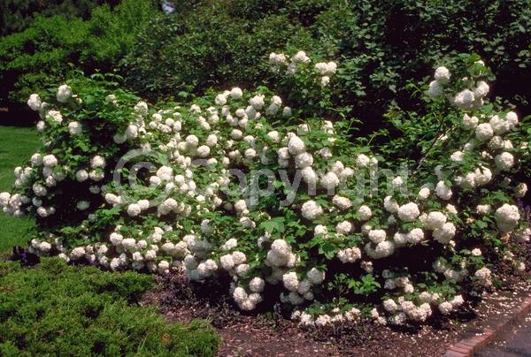 White blooms; Deciduous; Broadleaf