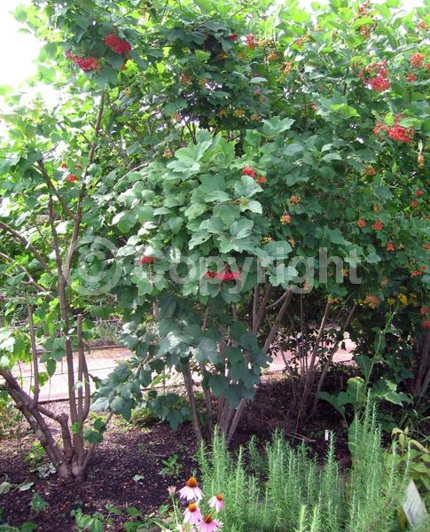 White blooms; Deciduous; Broadleaf