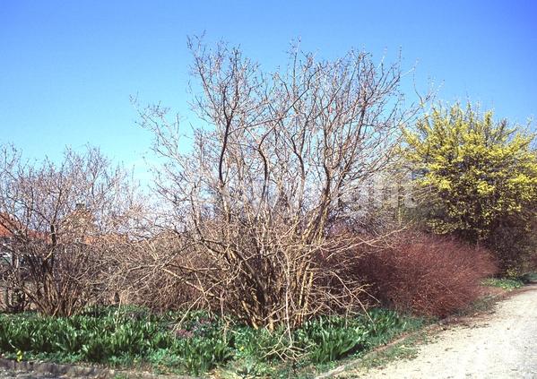 White blooms; Deciduous; Broadleaf
