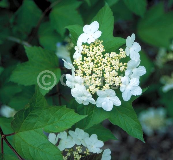 White blooms; Deciduous; Broadleaf