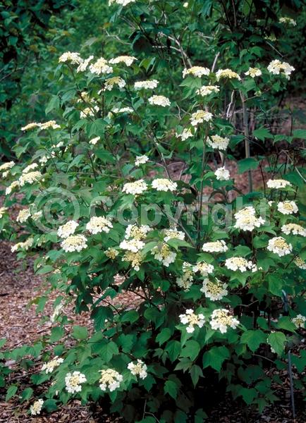 White blooms; Deciduous; Broadleaf