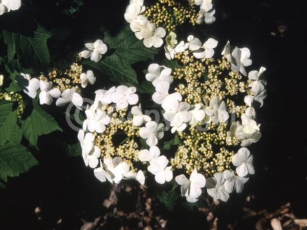 White blooms; Deciduous; Broadleaf
