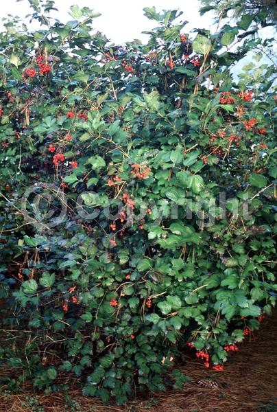 White blooms; Deciduous; Broadleaf