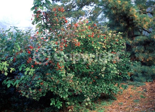 White blooms; Deciduous; Broadleaf