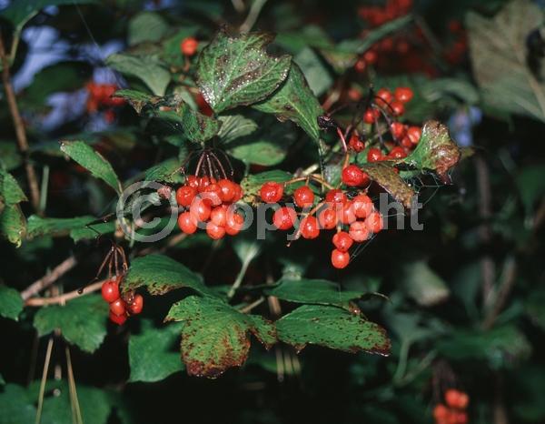 White blooms; Deciduous; Broadleaf