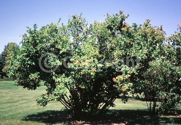 White blooms; Deciduous; Broadleaf