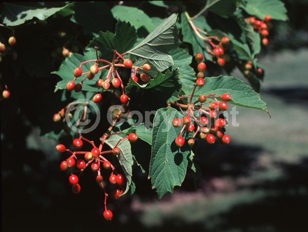 White blooms; Deciduous; Broadleaf