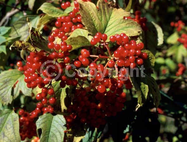 White blooms; Deciduous; Broadleaf