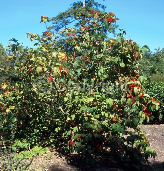 White blooms; Deciduous; Broadleaf