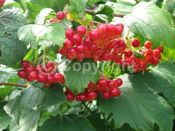 White blooms; Deciduous; Broadleaf