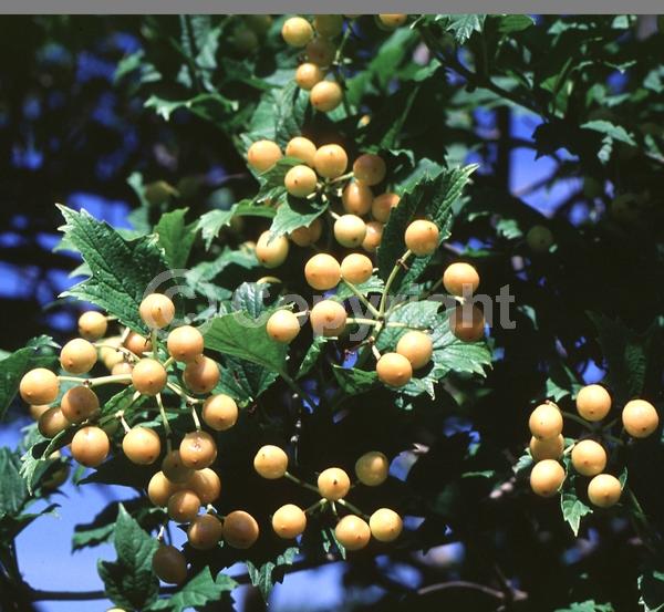 White blooms; Deciduous; Broadleaf