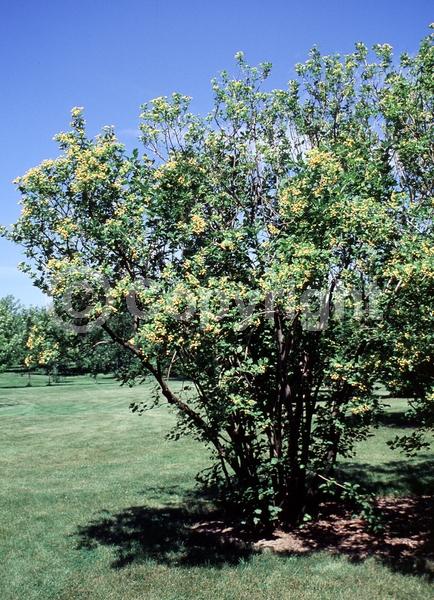 White blooms; Deciduous; Broadleaf