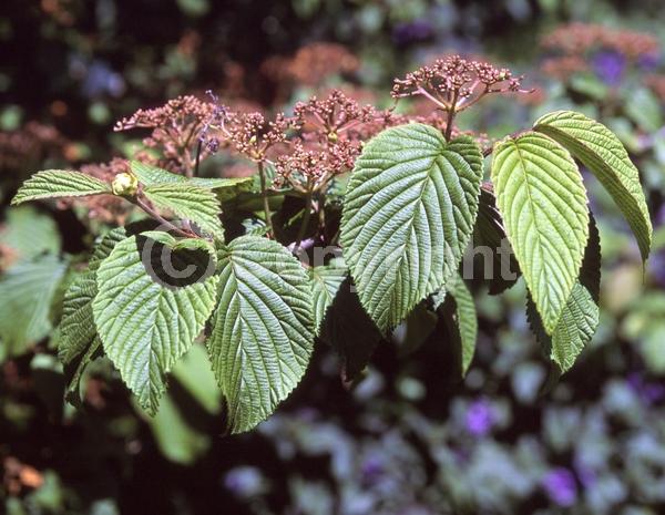 White blooms; Deciduous; Broadleaf