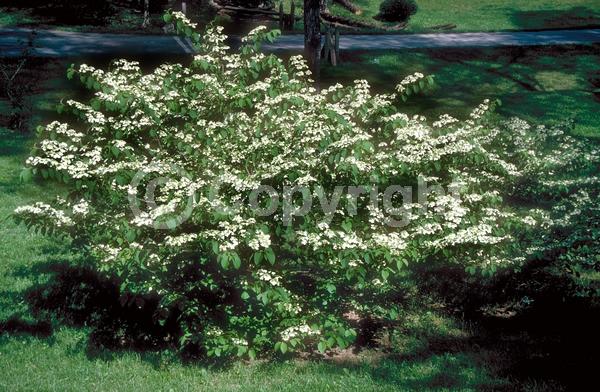 White blooms; Deciduous; Broadleaf