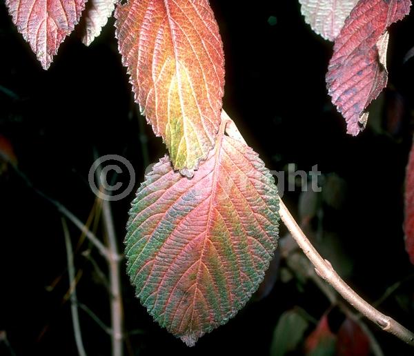 White blooms; Deciduous; Broadleaf