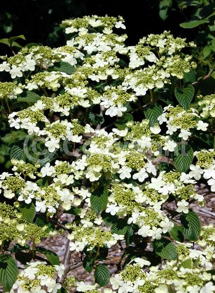 White blooms; Deciduous; Broadleaf