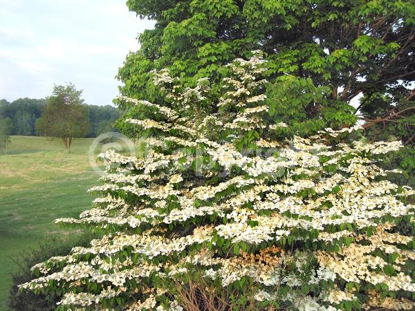 White blooms; Deciduous; Broadleaf