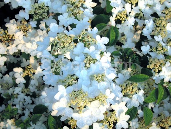 White blooms; Deciduous; Broadleaf