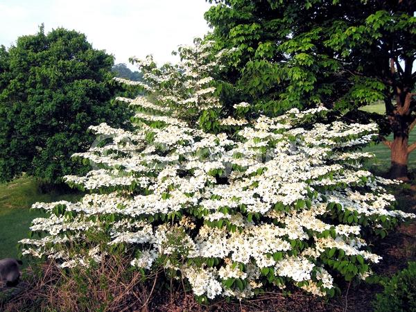 White blooms; Deciduous; Broadleaf