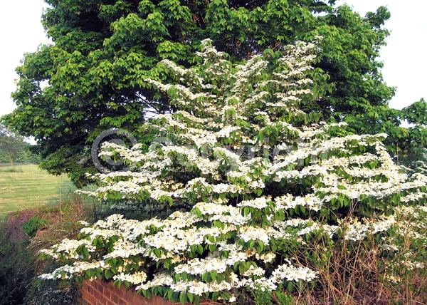 White blooms; Deciduous; Broadleaf