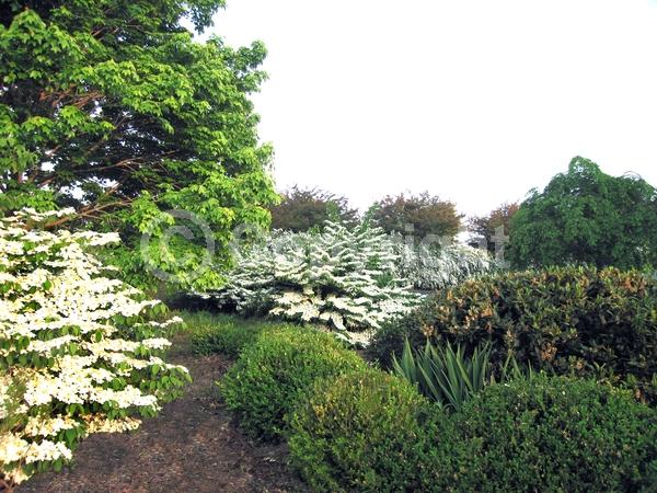 White blooms; Deciduous; Broadleaf