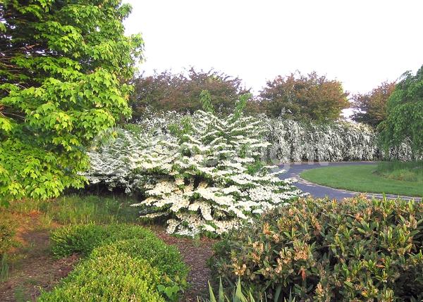 White blooms; Deciduous; Broadleaf