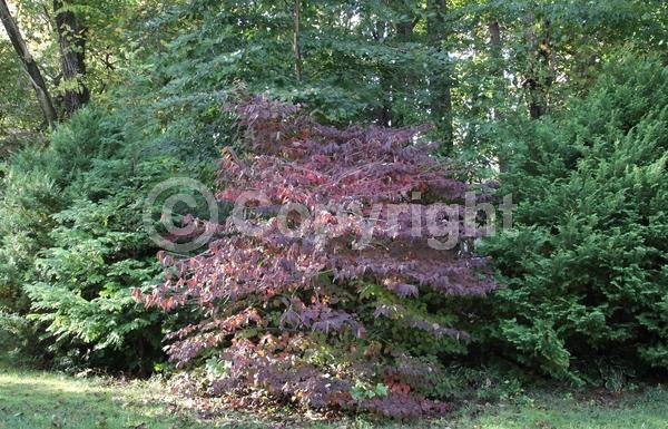 White blooms; Deciduous; Broadleaf