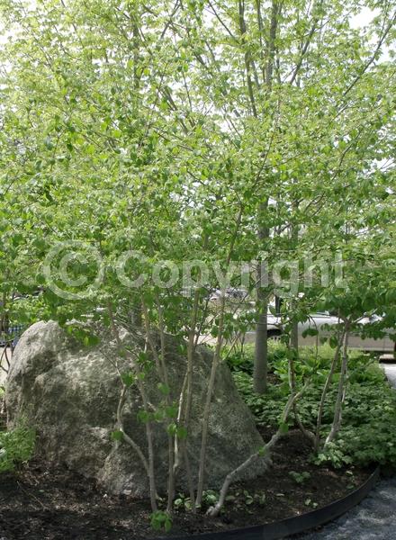 White blooms; Deciduous; Broadleaf