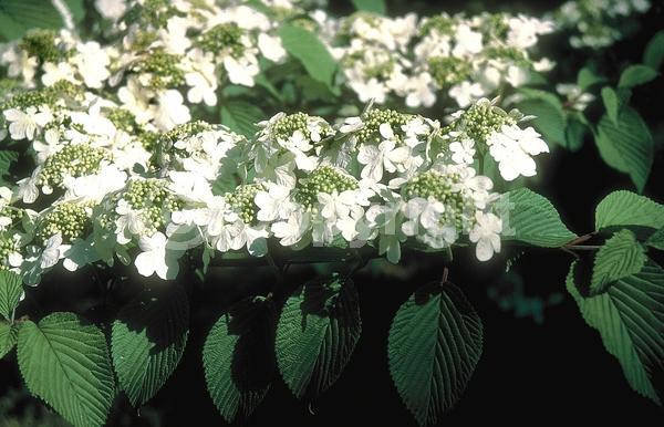 White blooms; Deciduous; Broadleaf