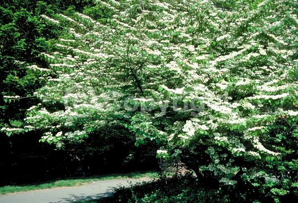White blooms; Deciduous; Broadleaf