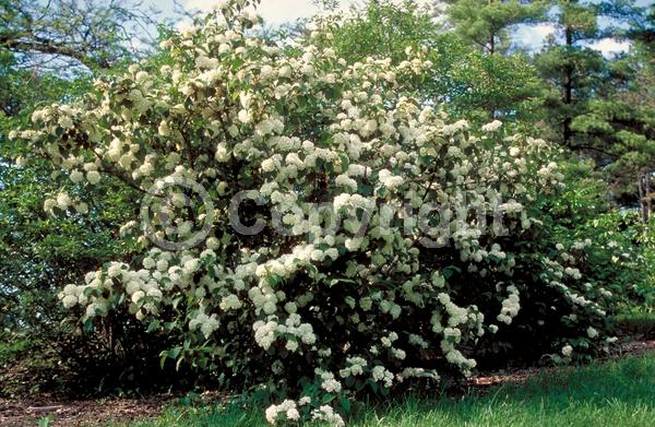 White blooms; Deciduous; Broadleaf
