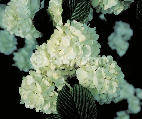 White blooms; Deciduous; Broadleaf