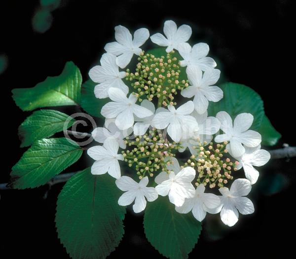 White blooms; Deciduous; Broadleaf