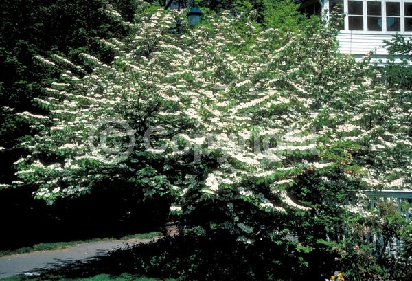 White blooms; Deciduous; Broadleaf