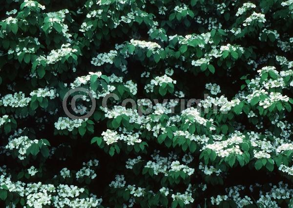 White blooms; Deciduous; Broadleaf
