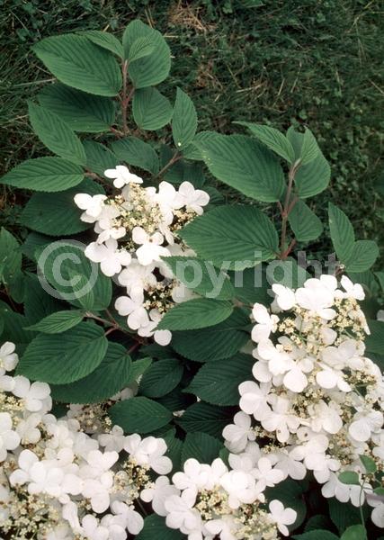 White blooms; Deciduous; Broadleaf