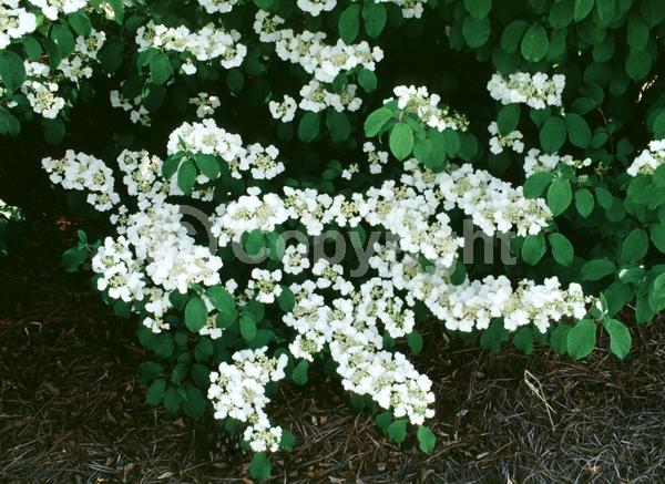 White blooms; Deciduous; Broadleaf